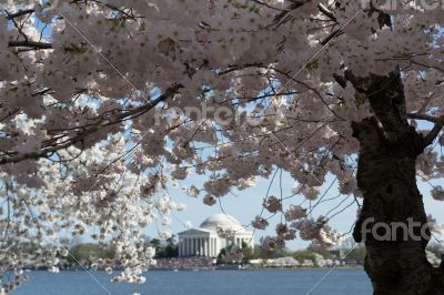 Flower arround Thomas Jefferson Memorial surrounded by flowers