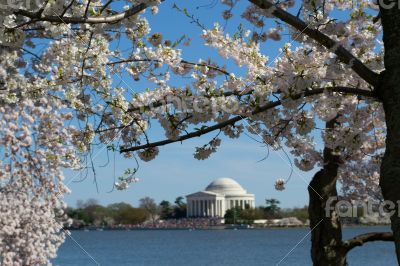 Thomas Jefferson Memorial framed with flowers
