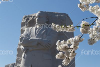 MLK white flowers