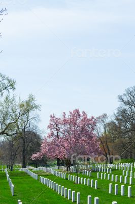 Pink flowers at Arlington Cemetery 