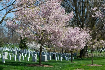 Pink cherry tree at the Arlington Cemetery 