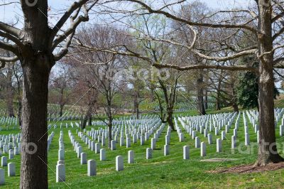 Trees at the Arlington Cemetery 