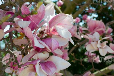 Pink tulip tree flower