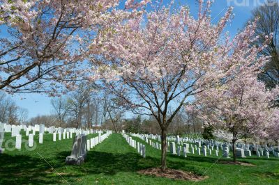 Cherry blossom in the cementery