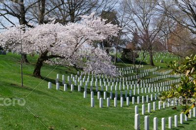 Spring coming to the Arlington Cemetery 