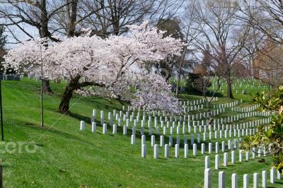 Sakura tree at the Arlington Cemetery 