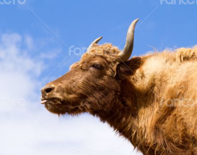 Brown Yak in the mountains against the blue sky
