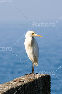 Igret bird against blue Arabian sea