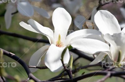 Beautiful Flowers of a Magnolia Tree