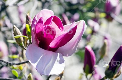 Beautiful Flowers of a Magnolia Tree