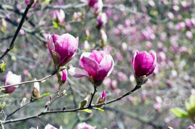 Beautiful Flowers of a Magnolia Tree