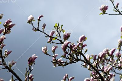 Beautiful Flowers of a Magnolia Tree