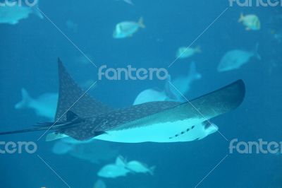 Stingray Stingray