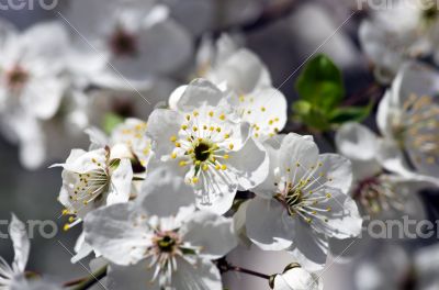 Cherry blossom closeup over natural background 