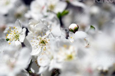 Cherry blossom closeup over natural background 