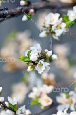 Apple  blossom closeup over natural background 