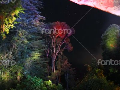 illuminated forest