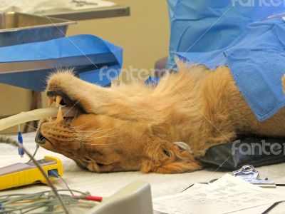 Lioness Surgery