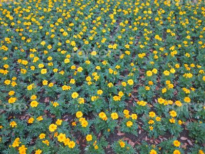 Dwarf French marigolds