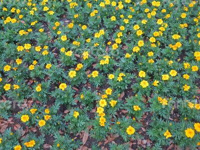 Dwarf French marigolds