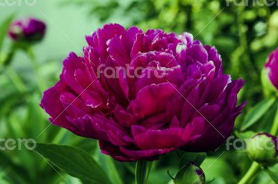 Peony