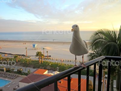 Seagull Sunset