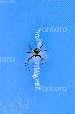 Black and Yellow Argiope Spider