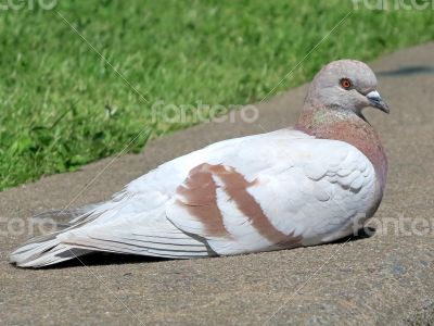 Brown and White Pigeon