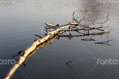 Floating birch