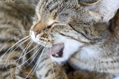 Yawning cat