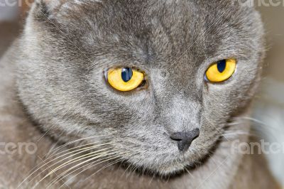 Cat portrait with yellow eyes 