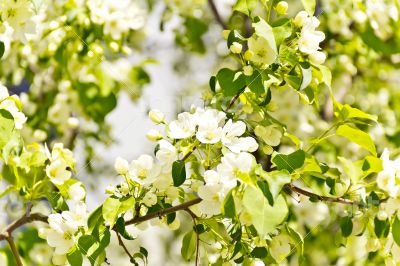 Green branch with white apple flowers