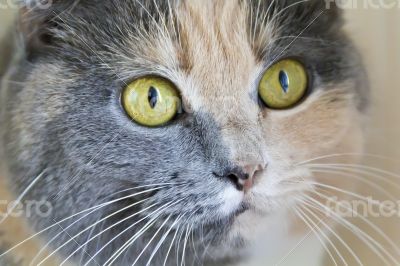 Color cat with yellow eyes 