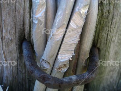 Bundle of Sticks Secured with Iron Clamp