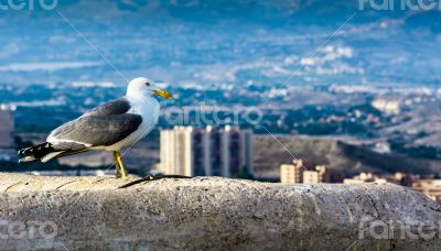 Real Seagull standing