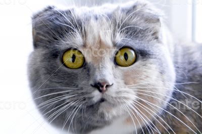Color cat with yellow eyes Color cat with yellow eyes