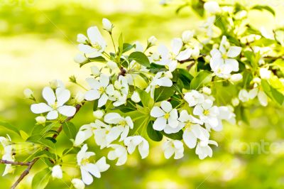 Green branch with white apple flowers