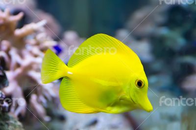 Zebrasoma yellow tang fish