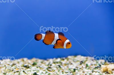 Clown fish