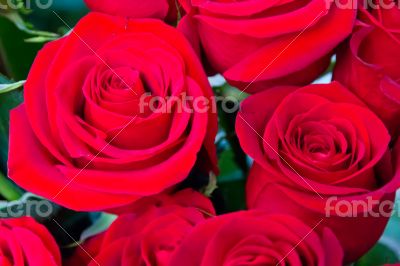 Red roses