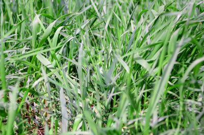 Green grass texture