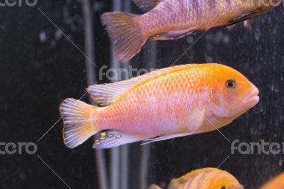 Aulonocara Aulonocara