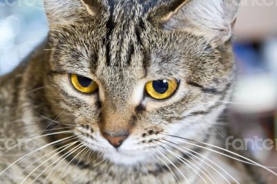 Cat portrait with yellow eyes 