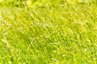 Green grass texture