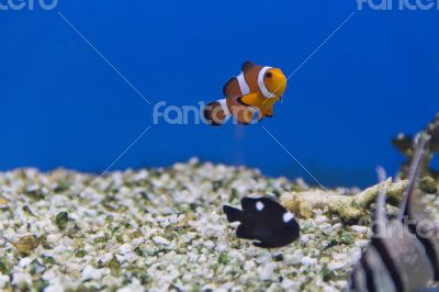Clown fish and dascyllus trimaculatus domino