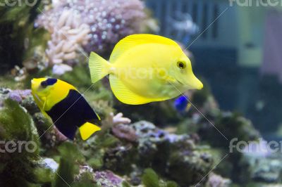 Angel fish and zebrasoma in aquarium