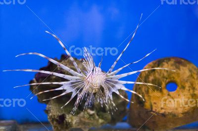 Pterois volitans