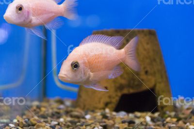 Aulonocara Aulonocara