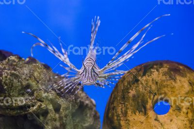 Pterois volitans