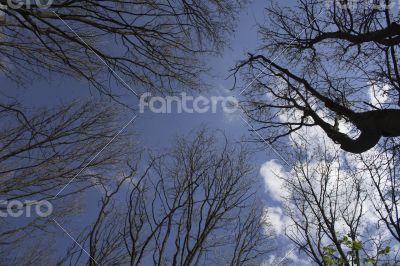 The trees against the sky